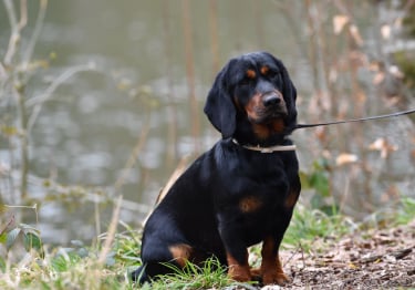 Photo : chien de race Basset des Alpes sur Woopets