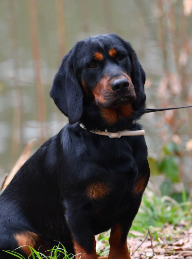 Photo : chien de race Basset des Alpes sur Woopets