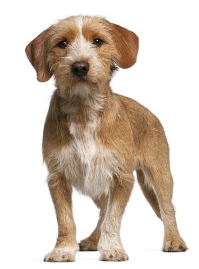Photo : chien de race Basset Fauve de Bretagne sur Woopets