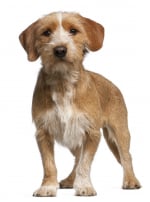 Photo : chien de race Basset Fauve de Bretagne sur Woopets