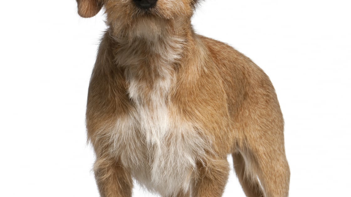 Basset Fauve De Bretagne Caractere Sante Alimentation Prix Et Entretien