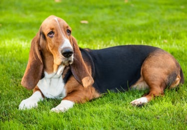 Photo : chien de race Basset Hound sur Woopets