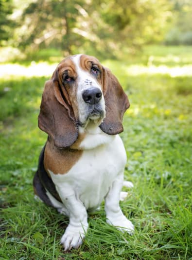 Photo : chien de race Basset Hound sur Woopets