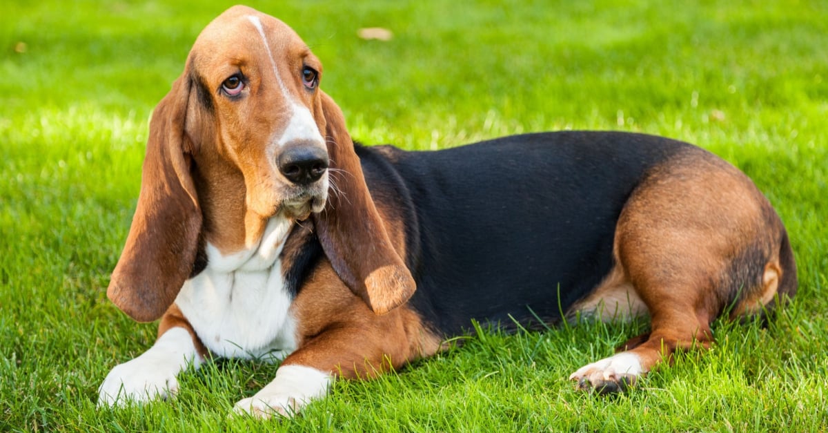 Basset Hound : caractère, santé, alimentation, prix et entretien