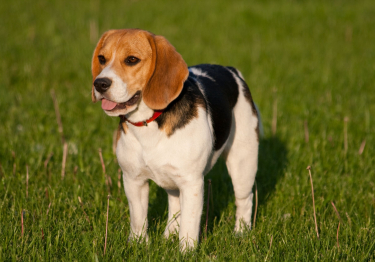Photo : chien de race Beagle sur Woopets