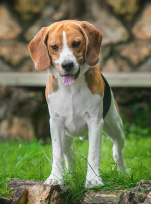 Photo : chien de race Beagle sur Woopets
