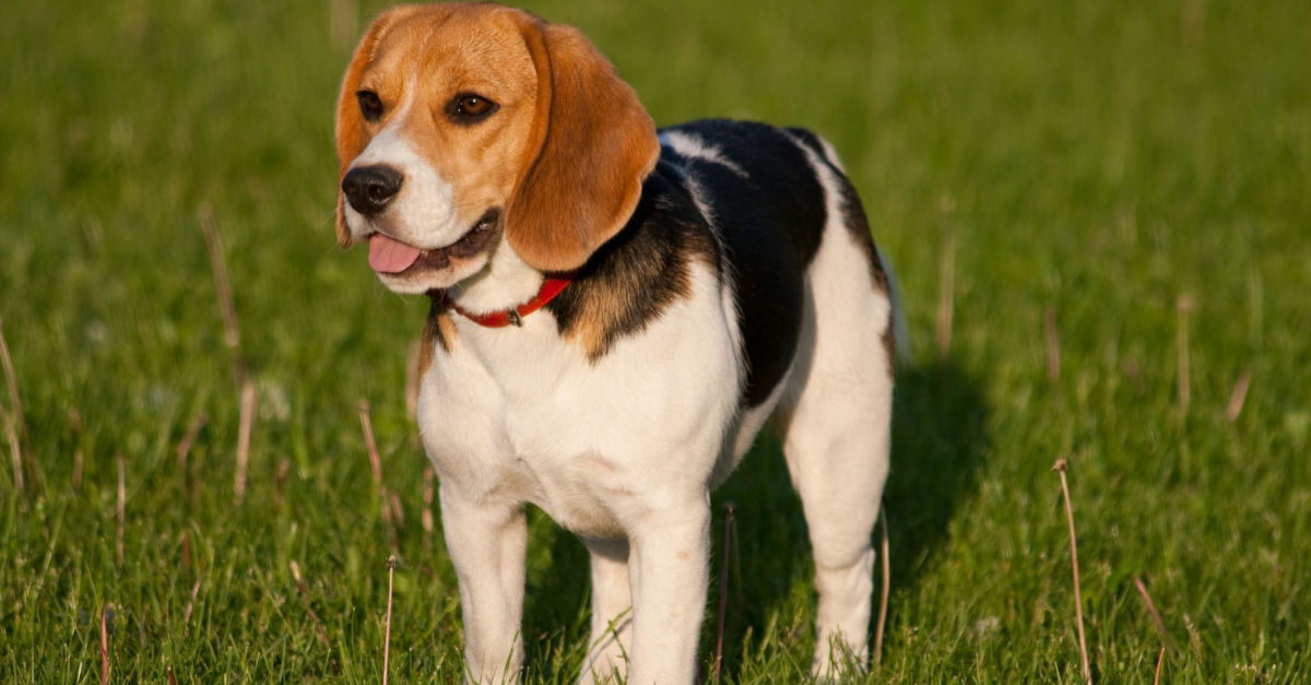 Beagle racing sales