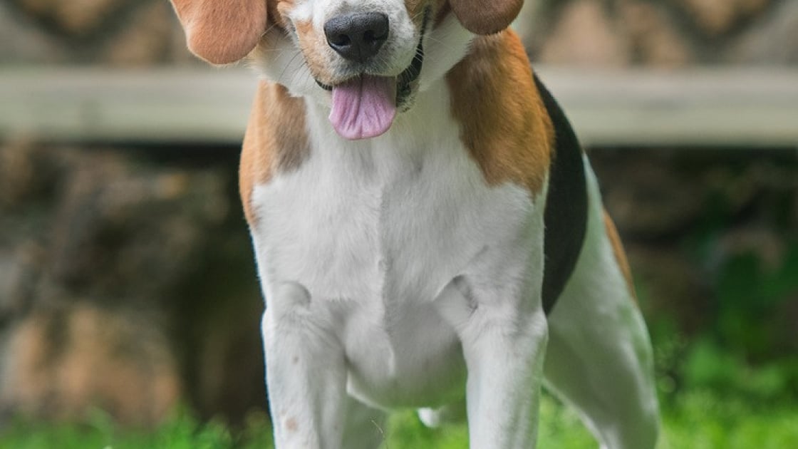 Beagle Caractere Sante Alimentation Prix Et Entretien