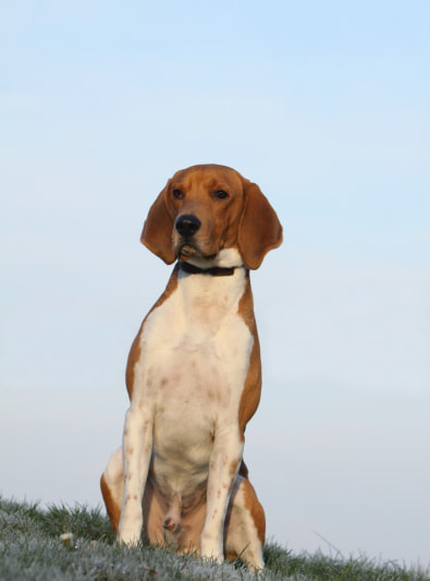 Photo : chien de race Beagle-Harrier sur Woopets