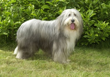 Photo : chien de race Bearded Collie sur Woopets