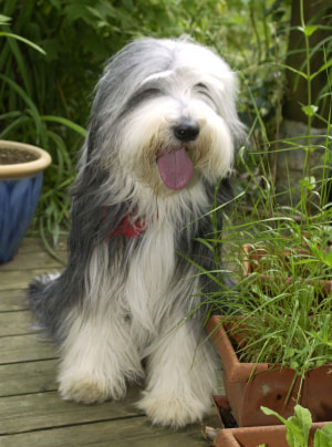 Photo : chien de race Bearded Collie sur Woopets