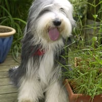 Photo de Bearded Collie
