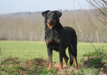 Photo : chien de race Beauceron sur Woopets