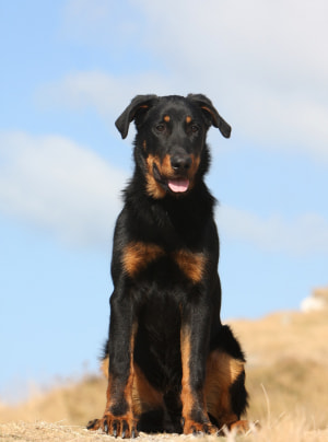 Photo : chien de race Beauceron sur Woopets