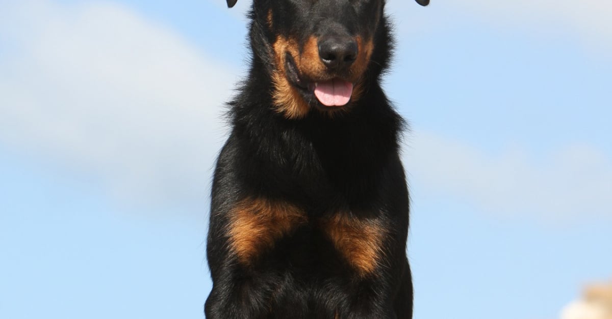 Beauceron Caractère Santé Alimentation Prix Et Entretien