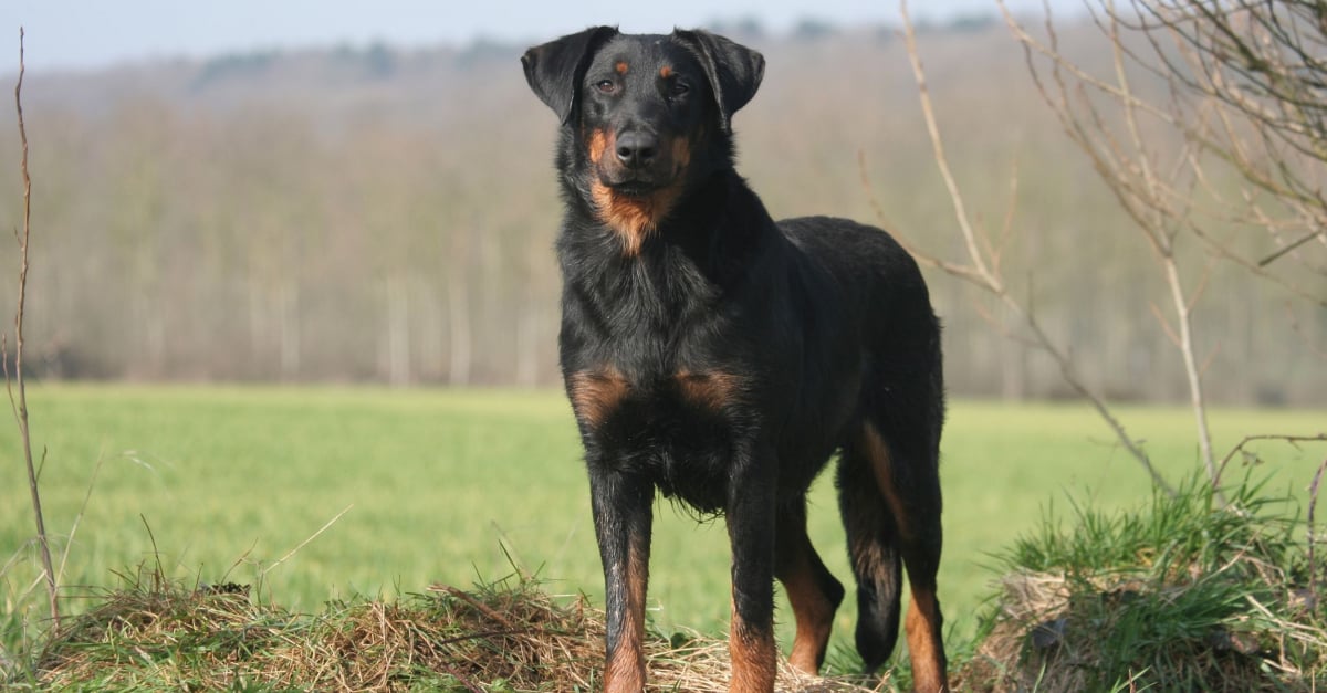 Beauceron Caractere Sante Alimentation Prix Et Entretien