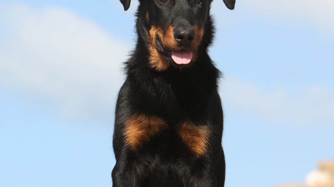 Beauceron Caractere Sante Alimentation Prix Et Entretien Beauceron Caractere Sante Alimentation Prix Et Entretien