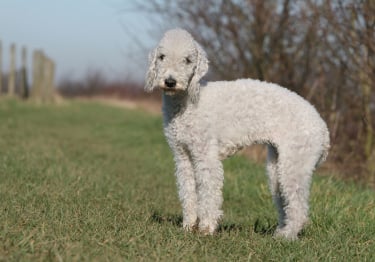 Photo : chien de race Bedlington Terrier sur Woopets