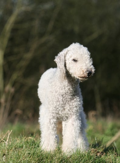 Photo : chien de race Bedlington Terrier sur Woopets