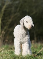 Photo : chien de race Bedlington Terrier sur Woopets