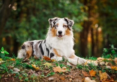 Photo : chien de race Berger Australien sur Woopets