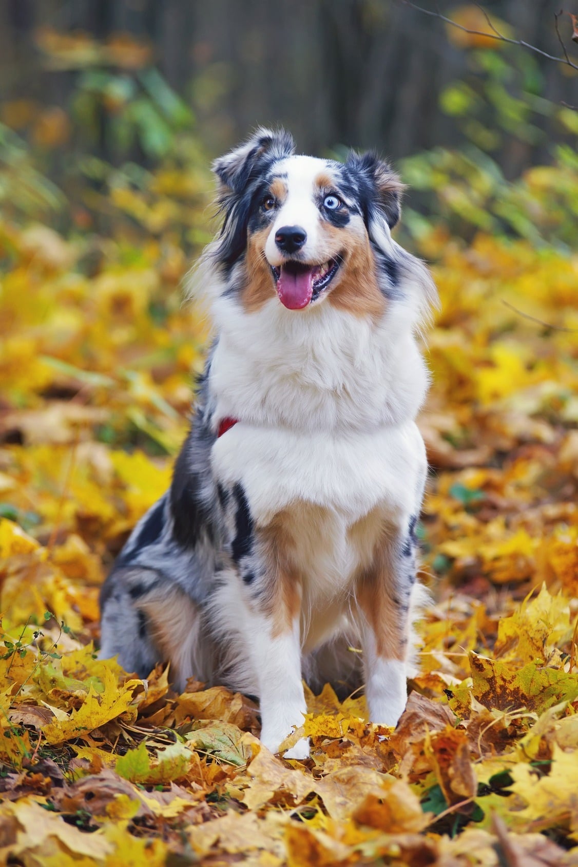 Berger Australien caractère, santé, alimentation, prix et entretien