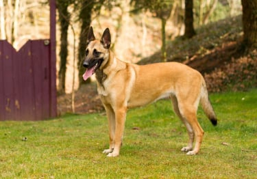 Photo : chien de race Berger Belge Malinois sur Woopets