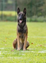 Photo : chien de race Berger Belge Malinois sur Woopets