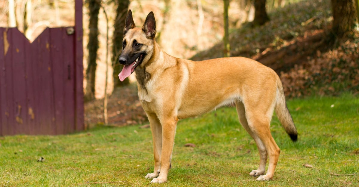 Berger Malinois en action