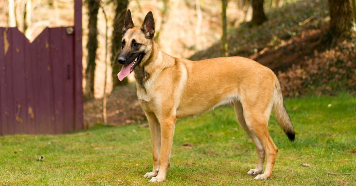 Berger Belge Malinois : caractère, santé, alimentation, prix et