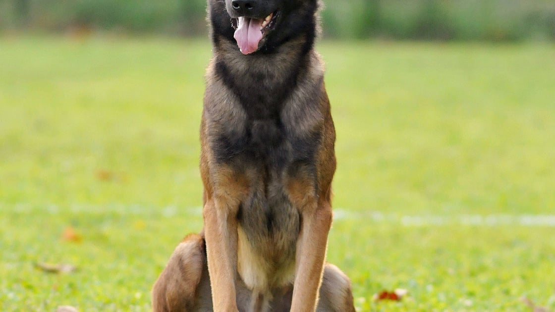 Le Berger Belge Malinois - Race de chien - MyDogSociety