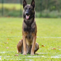 Photo de Berger Belge Malinois
