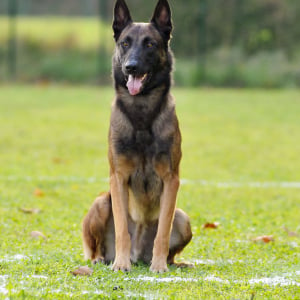 Berger Belge Malinois : caractère, santé, alimentation, prix et