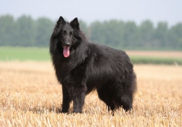 Photo : chien de race Berger Belge Groenendael sur Woopets