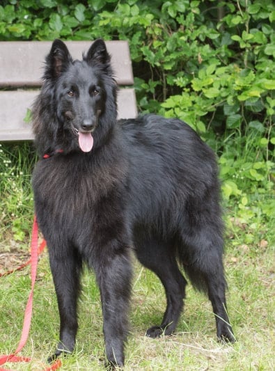 Photo : chien de race Berger Belge Groenendael sur Woopets