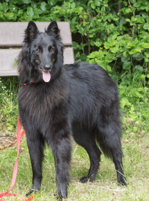 Photo : chien de race Berger Belge Groenendael sur Woopets