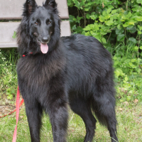Photo de Berger Belge Groenendael