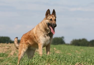 Photo : chien de race Berger Belge Laekenois sur Woopets