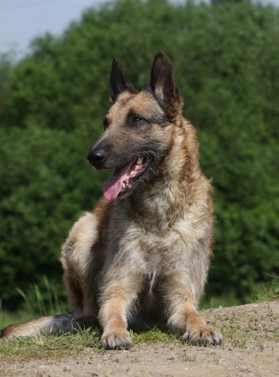 Photo : chien de race Berger Belge Laekenois sur Woopets