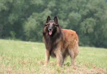 Photo : chien de race Berger Belge Tervueren sur Woopets