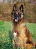 Photo : chien de race Berger Belge Tervueren sur Woopets