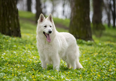 Photo : chien de race Berger Blanc Suisse sur Woopets