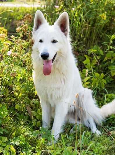 Berger Blanc Suisse Caractère Santé Alimentation Prix