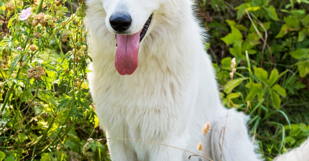 Berger Blanc Suisse Caractère Santé Alimentation Prix