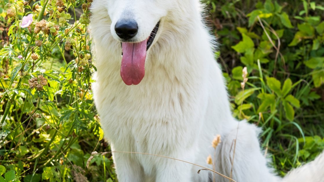 Berger Blanc Suisse Caractere Sante Alimentation Prix Et Entretien