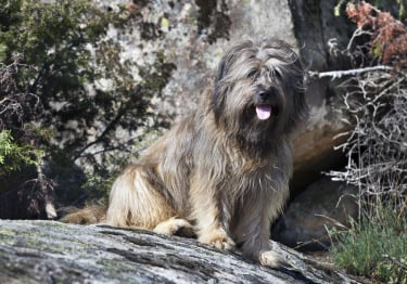 Photo : chien de race Berger Catalan sur Woopets