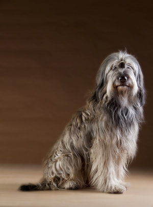 Photo : chien de race Berger Catalan sur Woopets