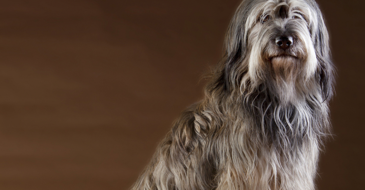 Berger Catalan Caractère Santé Alimentation Prix Et