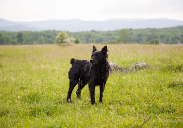 Photo : chien de race Chien de berger de Croatie sur Woopets