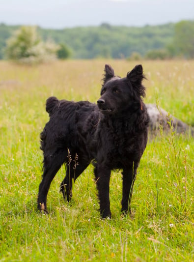 Photo : chien de race Chien de berger de Croatie sur Woopets